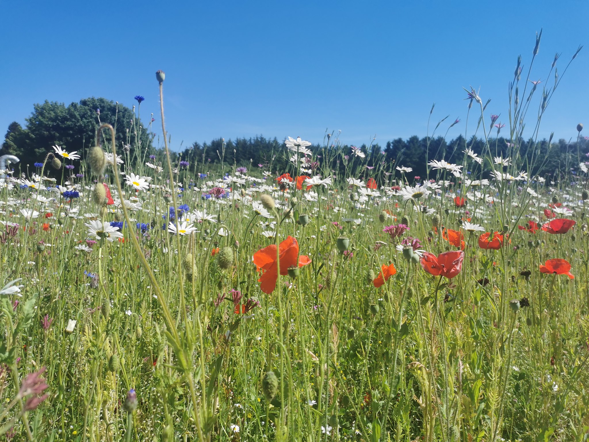 Grundvandsbeskyttelse