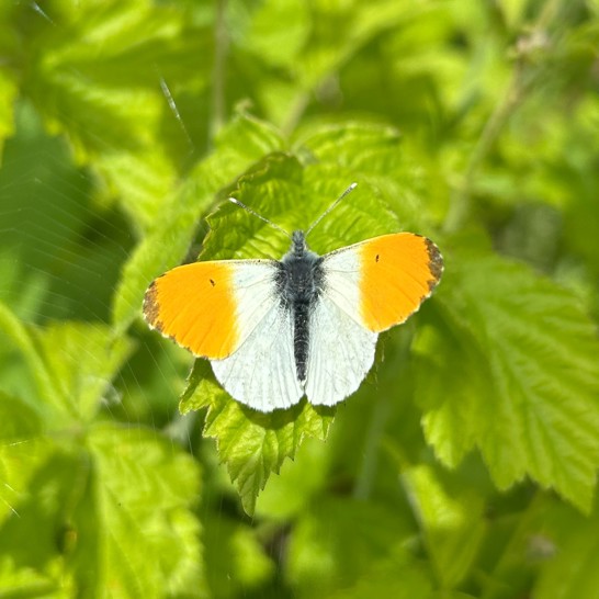 Sommerfugl